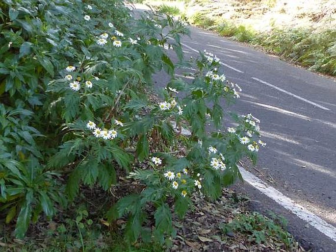 Argyranthemum broussonetii subsp. gomerensis