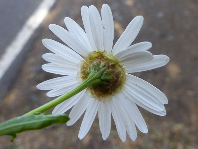 Argyranthemum broussonetii subsp. gomerensis