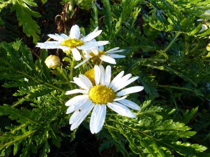 ARGYRANTHEMUM BROUSSONETII (Balb. ex Pers.) Humphries