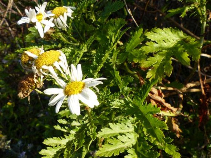 Argyranthemum broussonetii