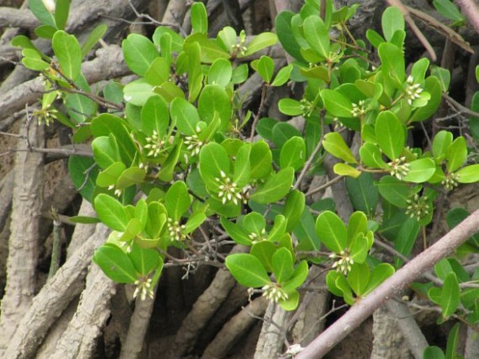 Aegiceras corniculatum