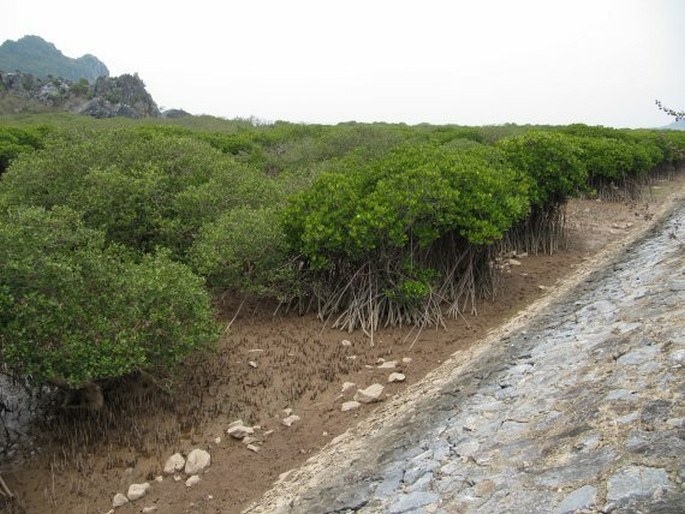 Aegiceras corniculatum