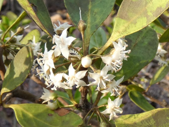 AEGICERAS CORNICULATUM (L.) Blanco