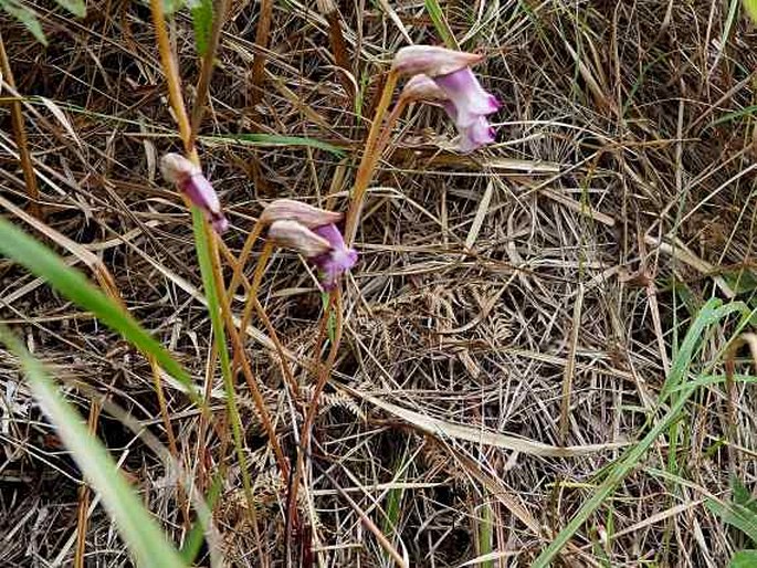 Aeginetia indica