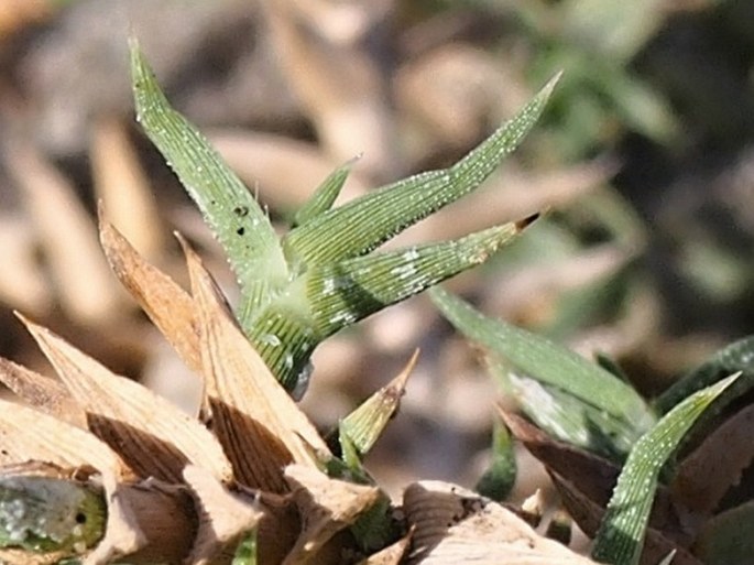 Aeluropus lagopoides