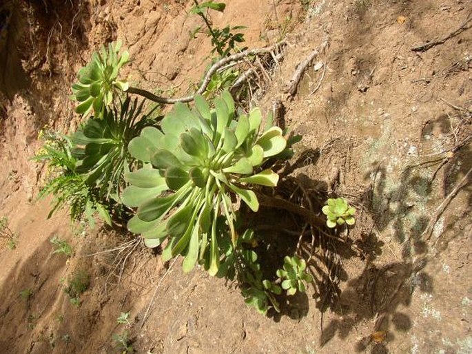 Aeonium ciliatum