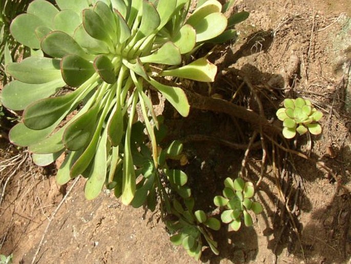 Aeonium ciliatum