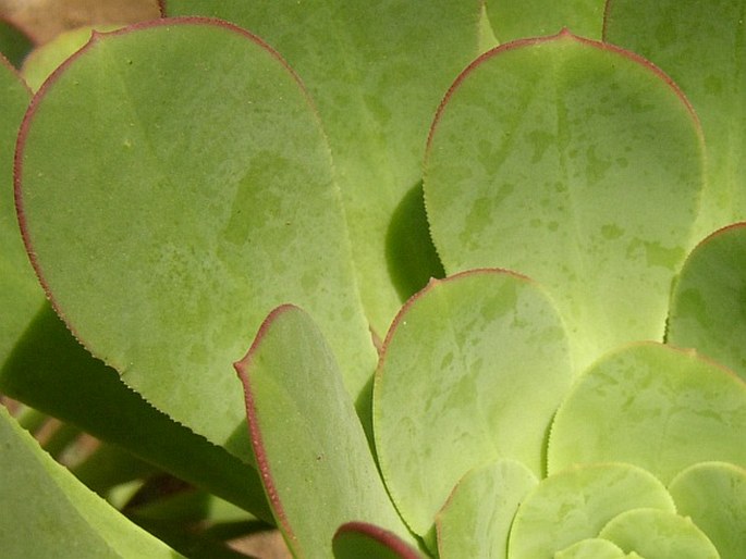 Aeonium ciliatum