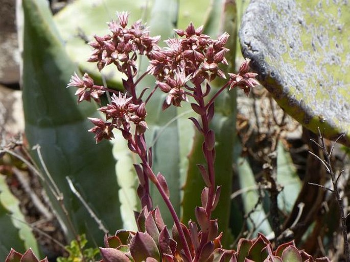 Aeonium decorum