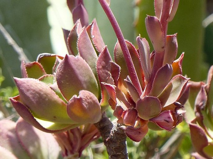 Aeonium decorum