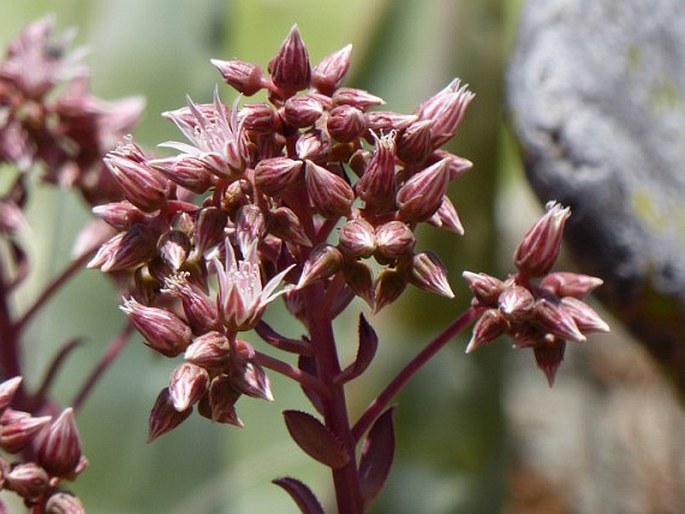 AEONIUM DECORUM Webb ex Bolle