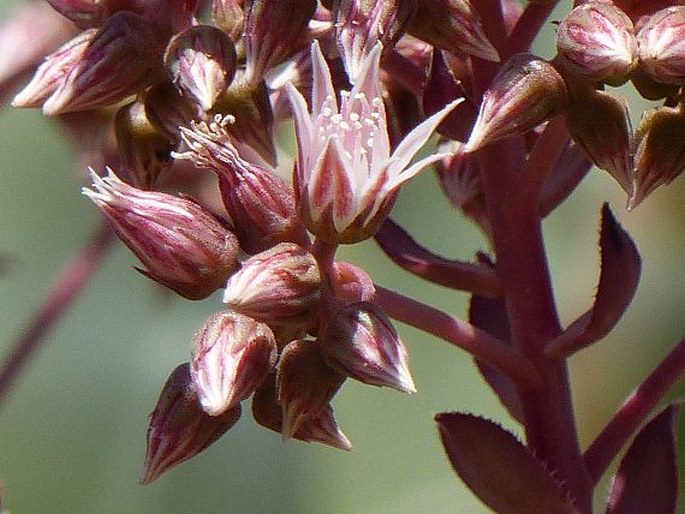 Aeonium decorum