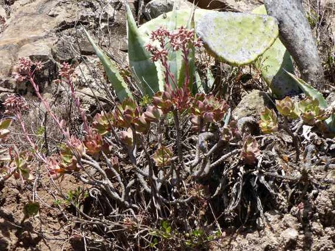 Aeonium decorum