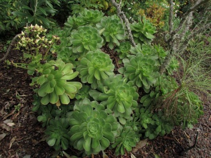 Aeonium gomerense