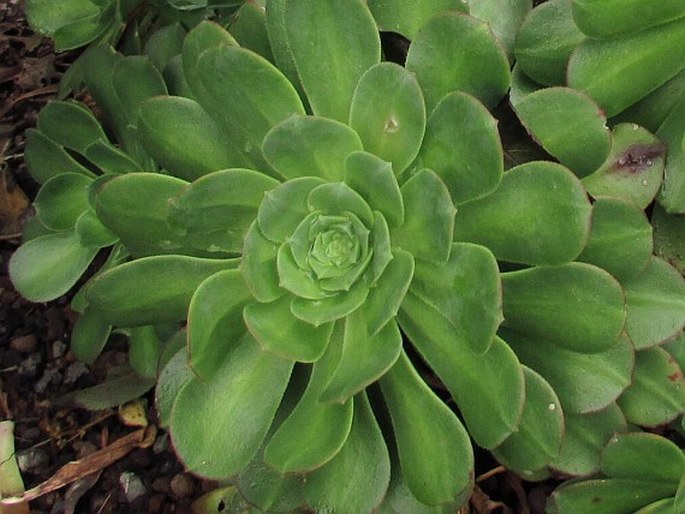 Aeonium gomerense