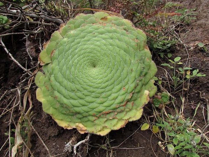 Aeonium tabuliforme