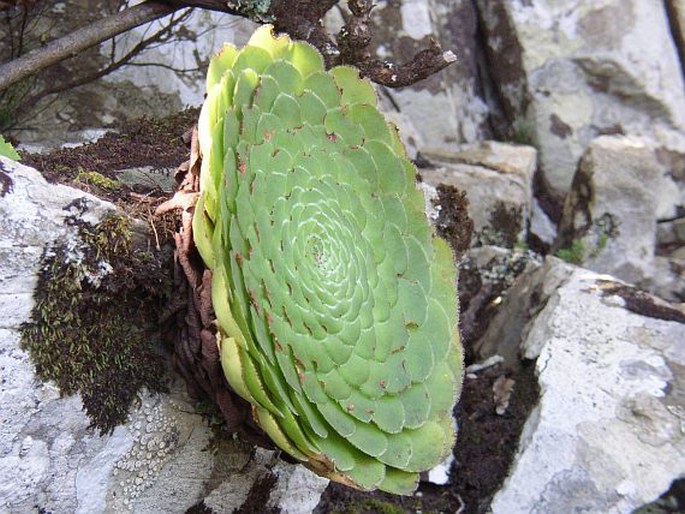 Aeonium tabuliforme