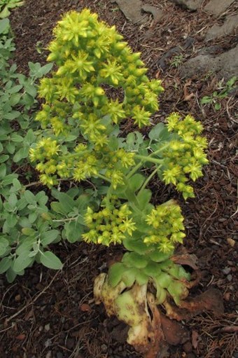 Aeonium subplanum