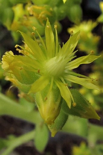 Aeonium subplanum