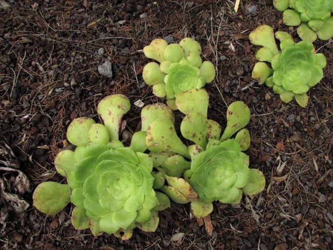 Aeonium subplanum