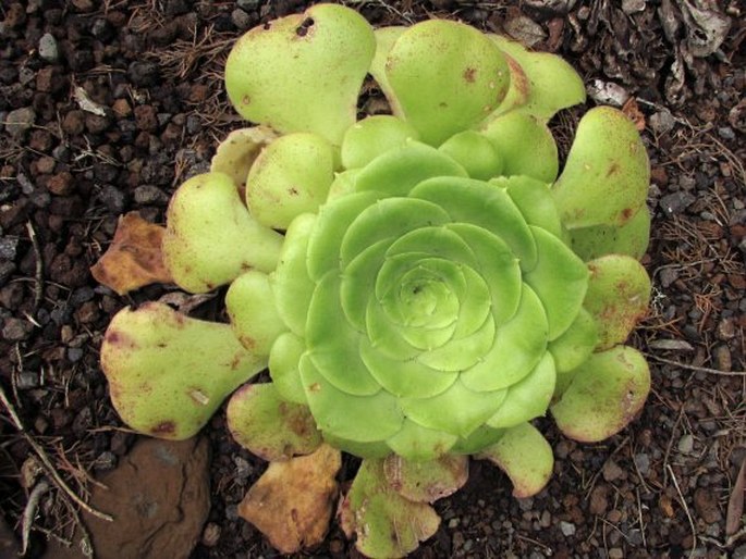 Aeonium subplanum