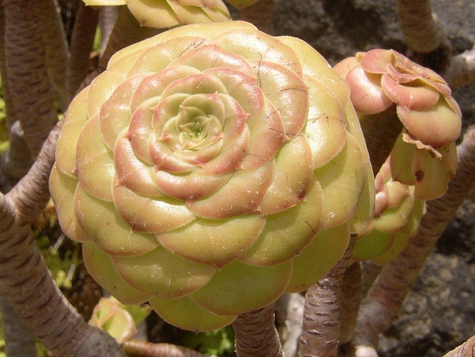 Aeonium vestitum