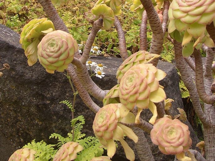 Aeonium vestitum