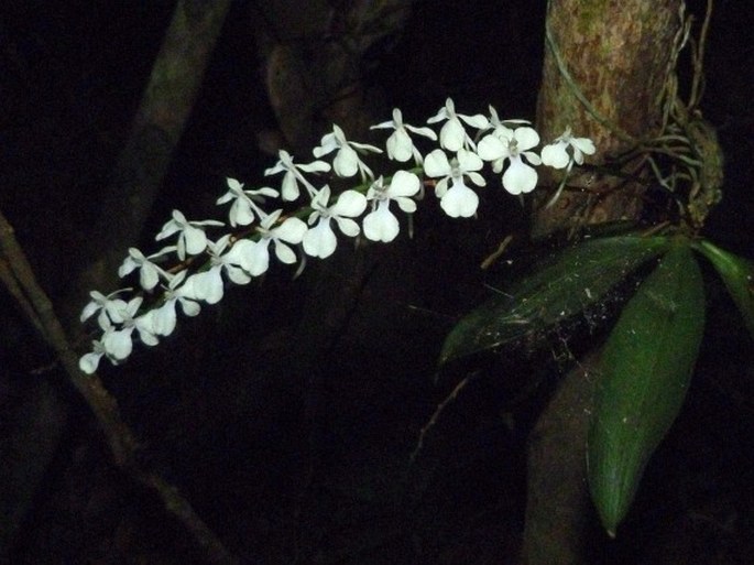 Aerangis citrata