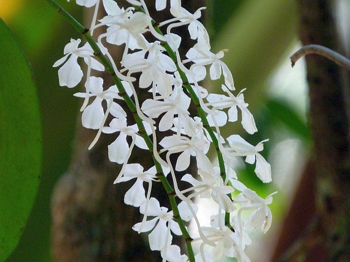 Aerangis citrata