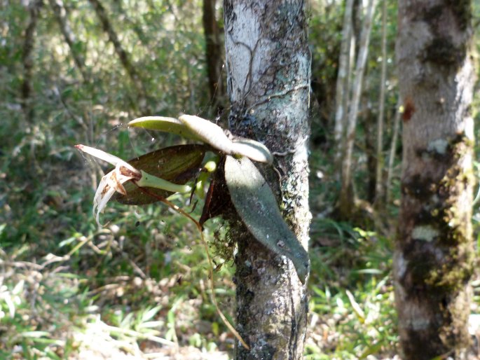 Aerangis fastuosa