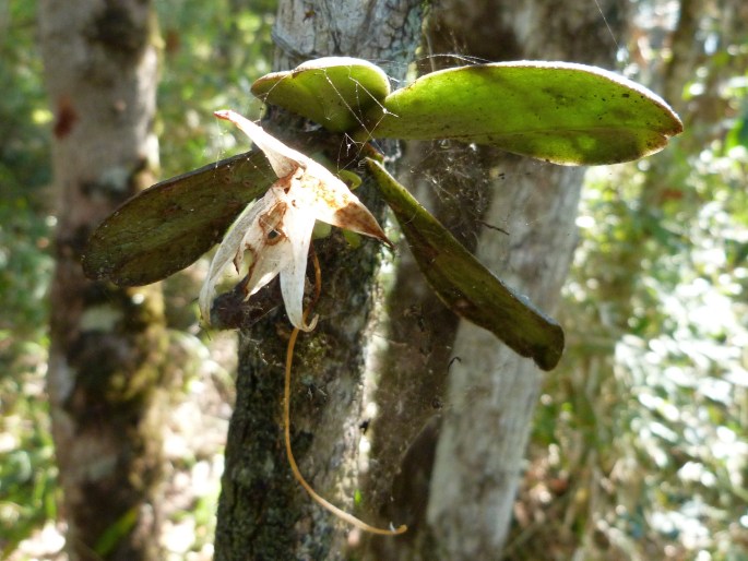 Aerangis fastuosa