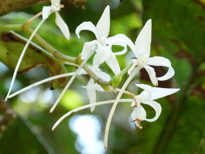 Aerangis modesta