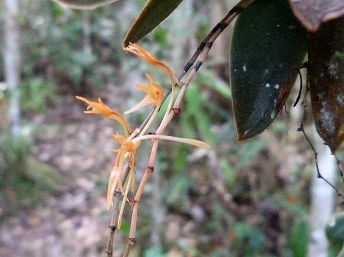 Aerangis seegeri