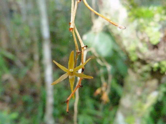 Aerangis seegeri