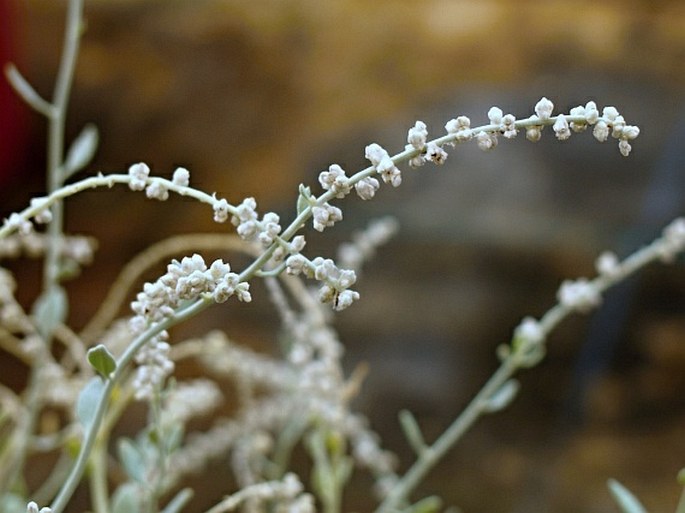 Aerva artemisioides subsp. batharitica