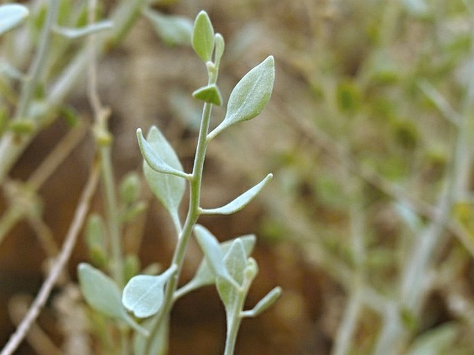 Aerva artemisioides subsp. batharitica