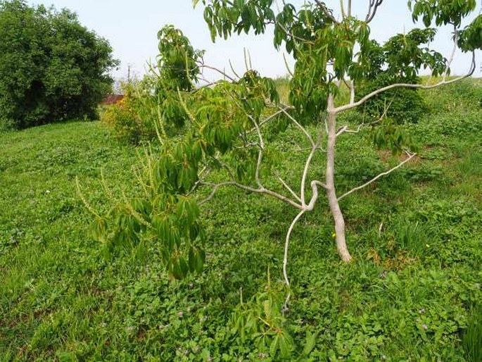 Aesculus californica