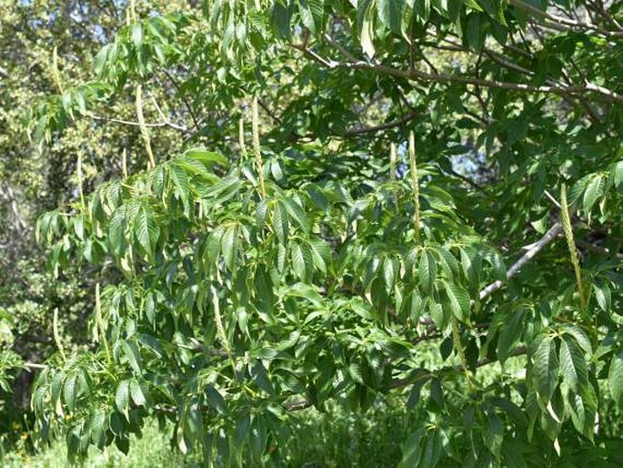 Aesculus californica