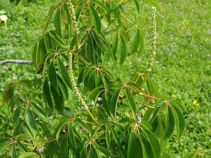 Aesculus californica