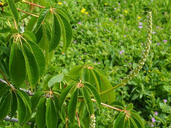 Aesculus californica