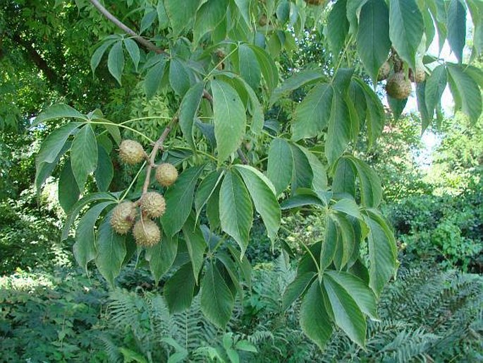 AESCULUS GLABRA Willd. – jírovec lysý / pagaštan