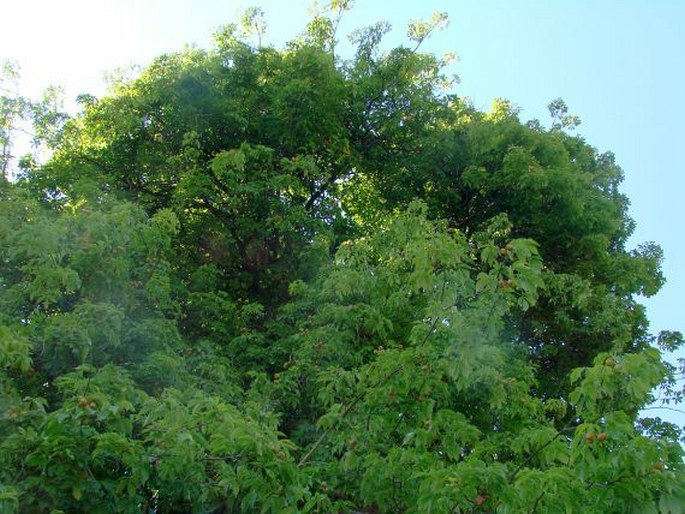 Aesculus glabra