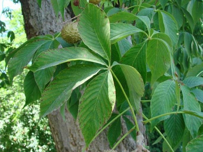 Aesculus glabra