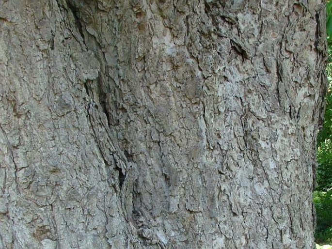 Aesculus glabra