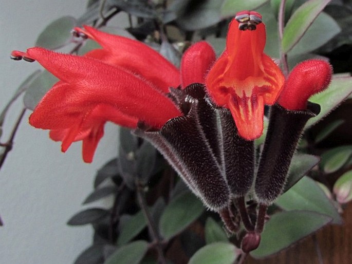 AESCHYNANTHUS PULCHER (Blume) G. Don