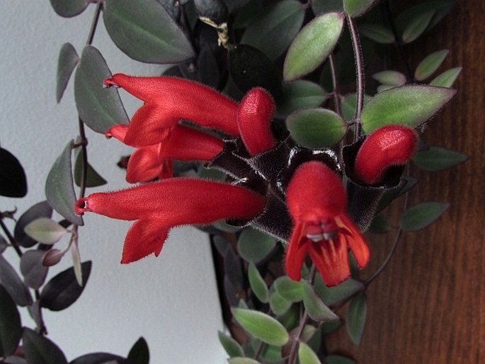 Aeschynanthus pulcher