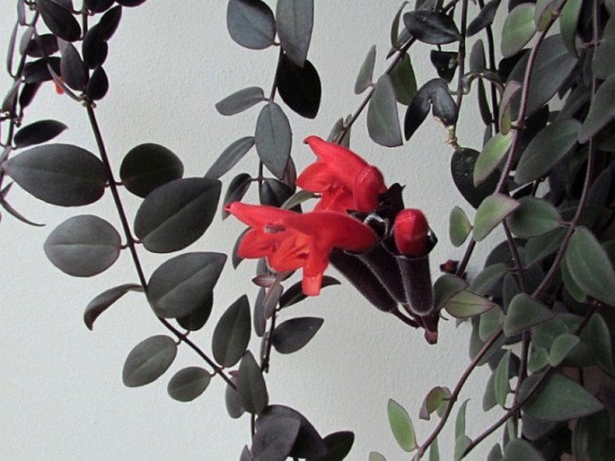 Aeschynanthus pulcher