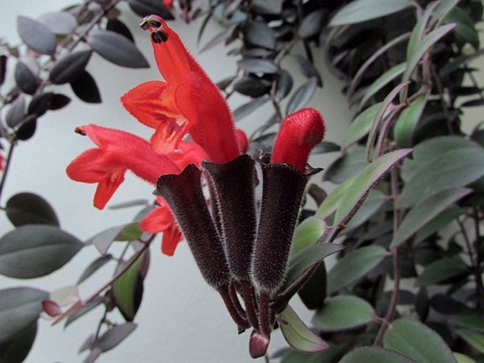 Aeschynanthus pulcher