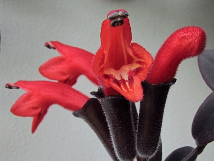 Aeschynanthus pulcher