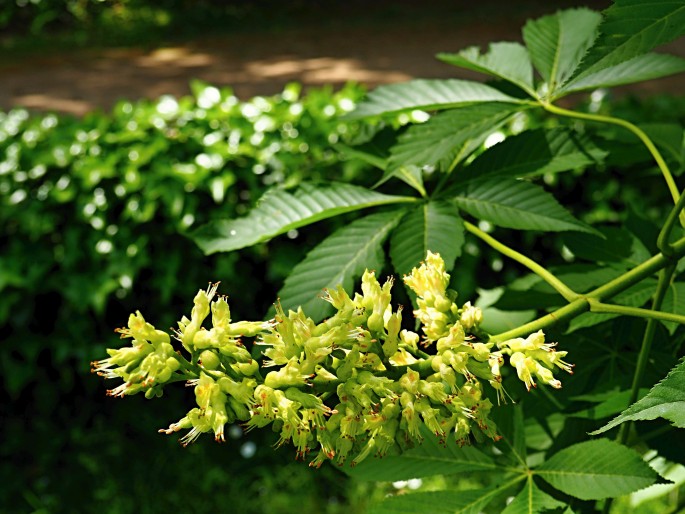 AESCULUS FLAVA Sol. – jírovec žlutý / pagaštan osemtyčinkový